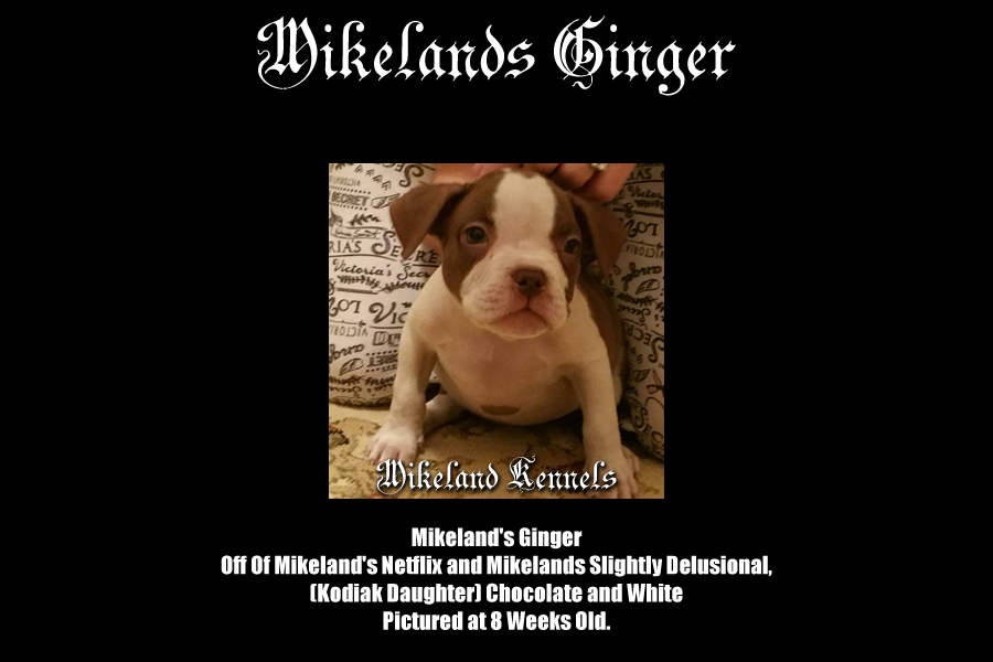 Mikeland's Ginger
