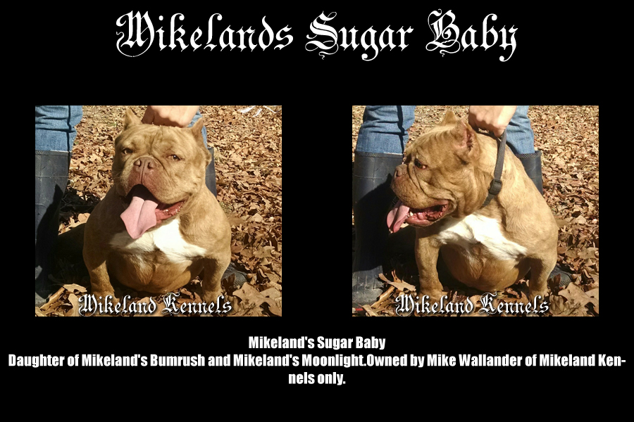 Mikeland's Sugar Baby