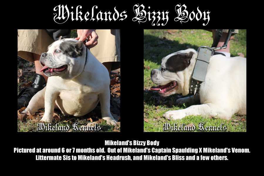 Mikeland's Bizzy Body