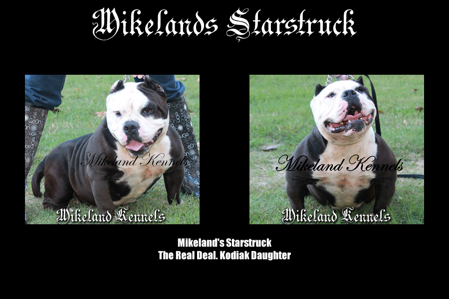 Mikelands Starstruck