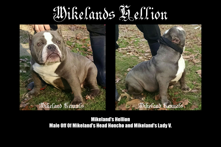 Mikeland's Hellion