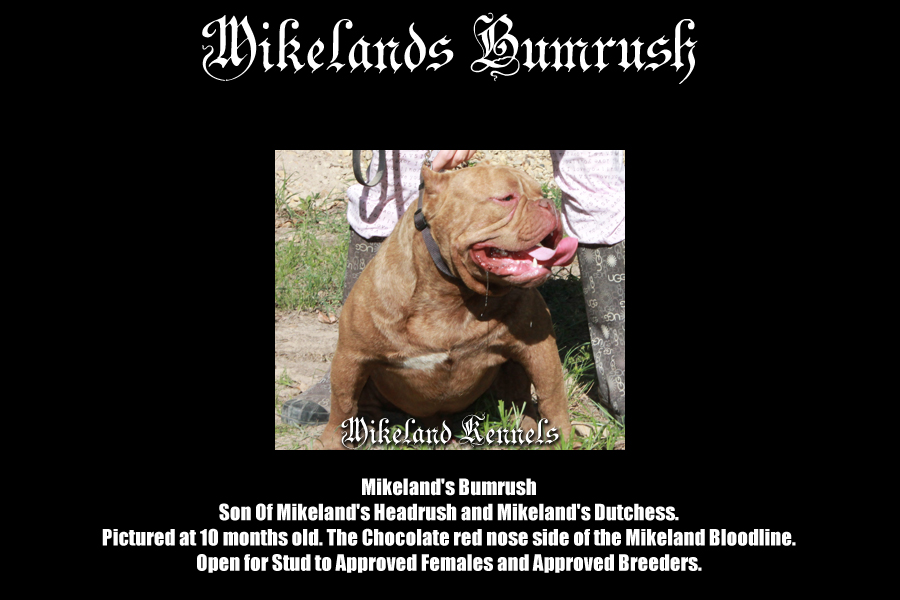 Mikeland's Bumrush
