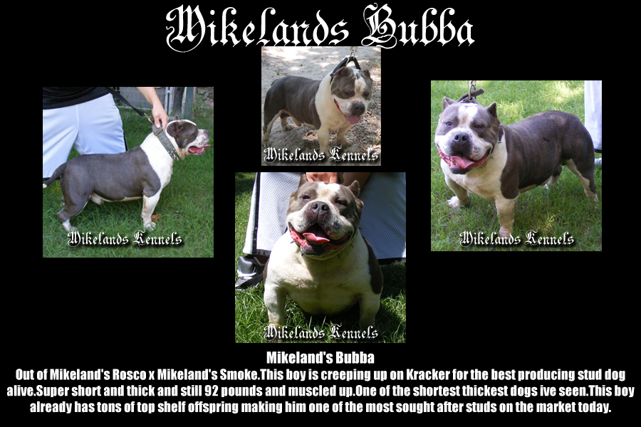 Mikeland's Bubba