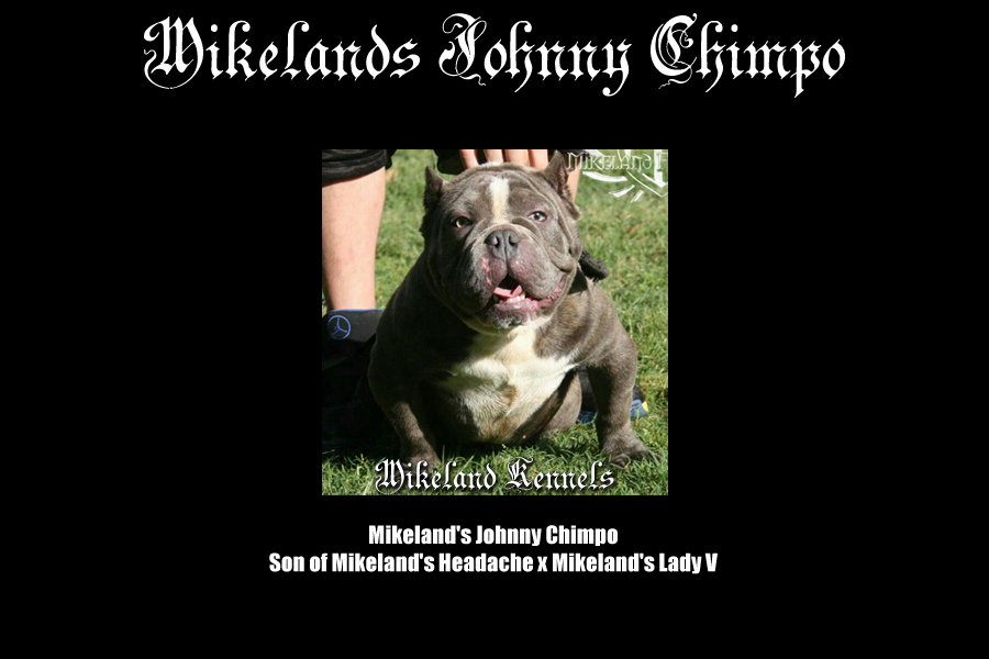 Mikeland's Johnny Chimpo
